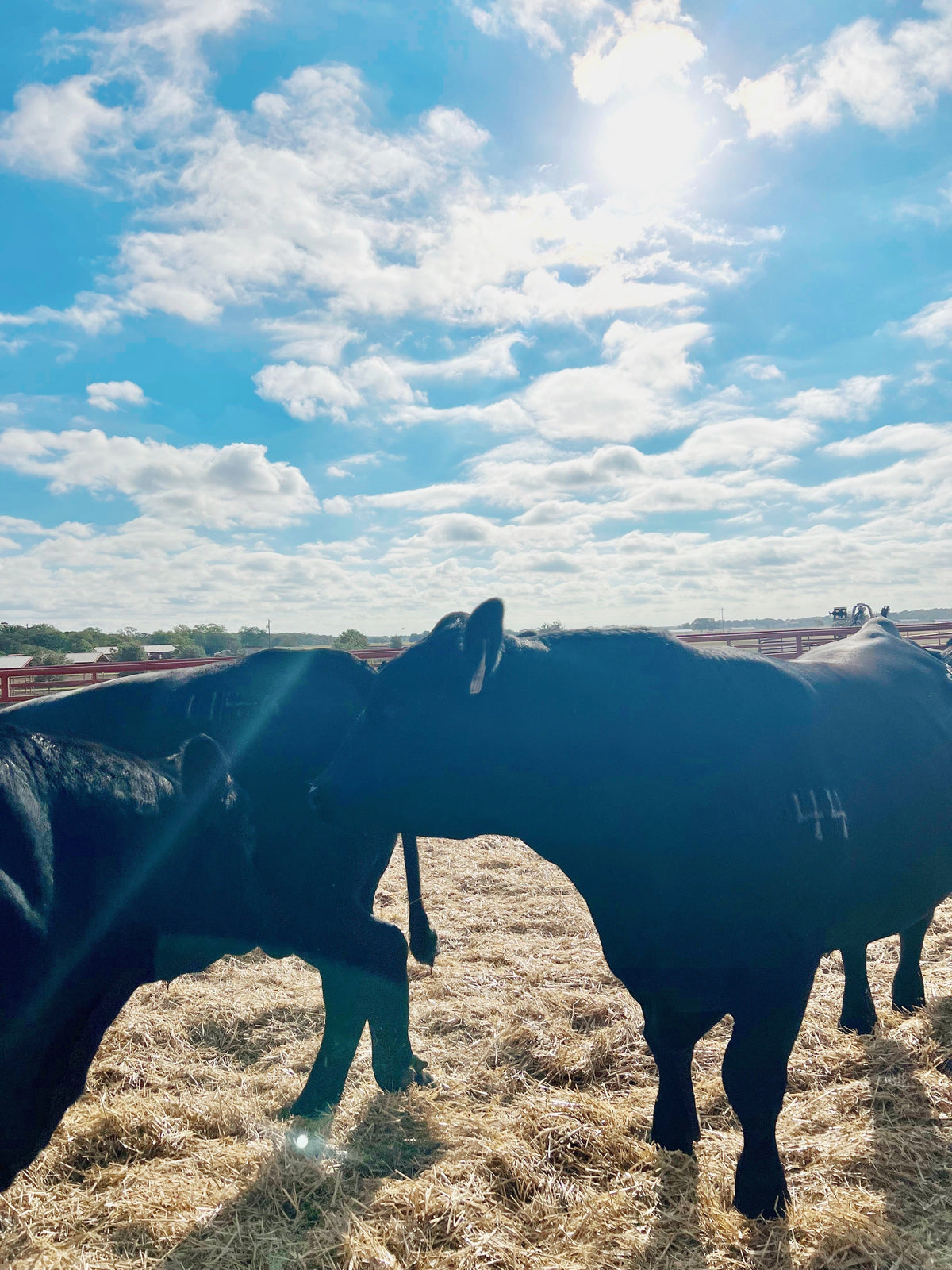 Bulk Beef for middle Tennessee families