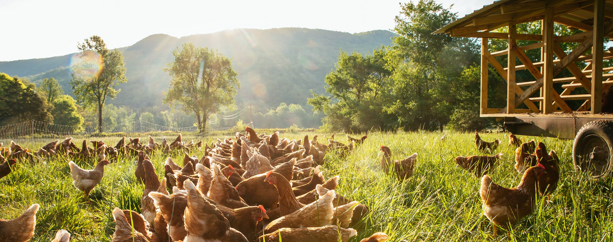 Local Pasture Raised Chicken Eggs